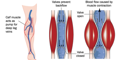 muscle pump blood