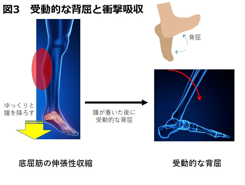 【Health Science Blog】Vol.19 「膝を壊さない着地の方法って何？前十字靭帯断裂を予防する。足首のメカニズム。」